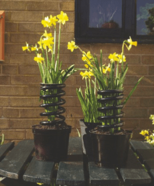 Spring Flowers